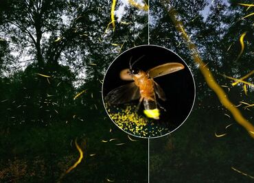 Avistamiento de luciérnagas a menos de 1 hora de Puebla