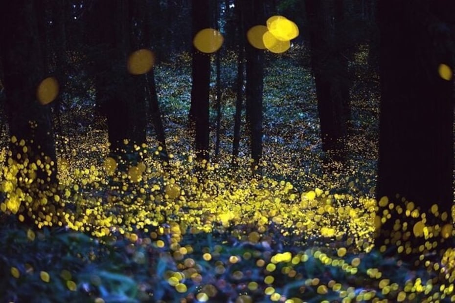 Foto: Tripadvisor