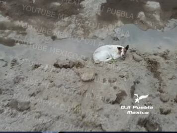 ¡No puede ser! Encuentran a otro perrito en el socavón