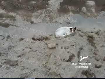 ¡No puede ser! Encuentran a otro perrito en el socavón