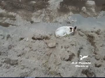 ¡No puede ser! Encuentran a otro perrito en el socavón