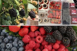 Conoce el Pueblo Mágico de las berries, a solo unas horas de la CDMX