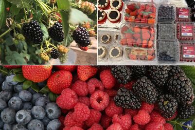 Conoce el Pueblo Mágico de las berries, a solo unas horas de la CDMX