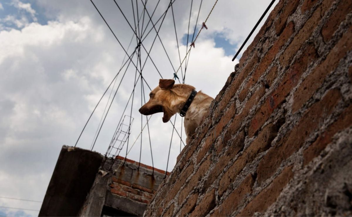 Por tener a tu perro en la azotea puedes ir a prisión, checa qué es maltrato animal en Puebla