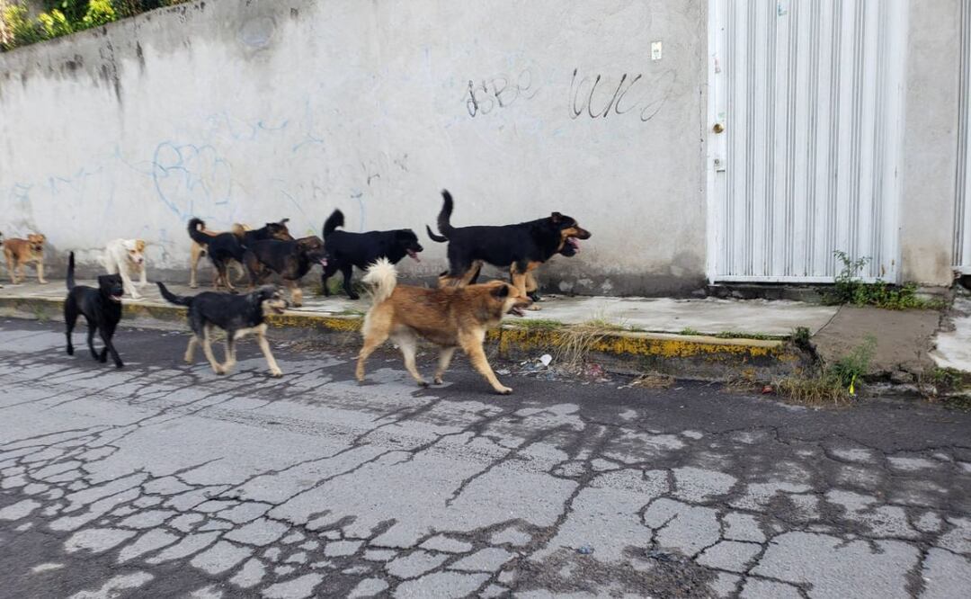 En Tehuacán hay una crisis por la proliferación de perros y gatos callejeros que son maltratados | Foto: Agencia Es Imagen para El Universal Puebla