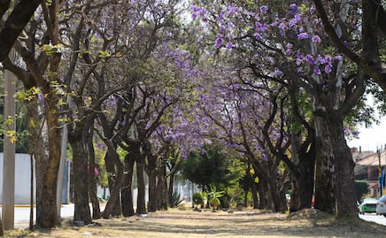 Las calles de Puebla con las jacarandas más bonitas