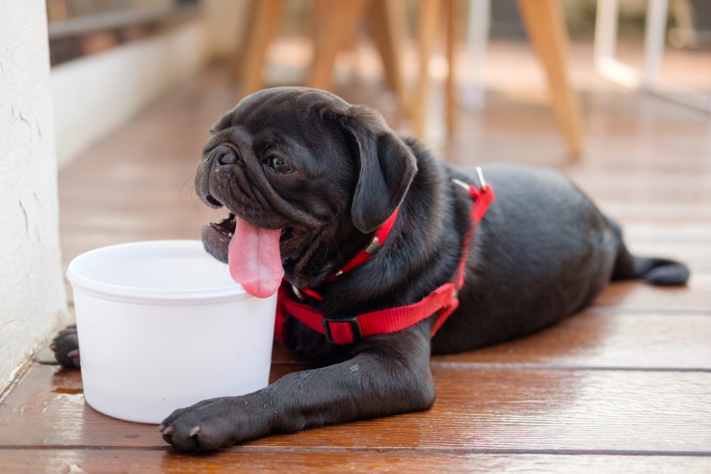 La hipertermia es lo que todos conocemos como "golpe de calor", es decir, un aumento en la temperatura corporal de nuestra mascota. 

Foto: Producción El Universal