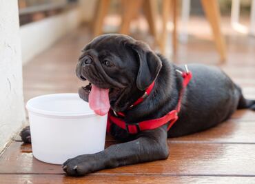 ¿Cómo evitar que mi perro tenga un golpe de calor?