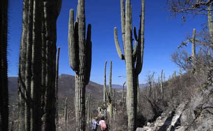 Estas son las cactáceas características de Puebla