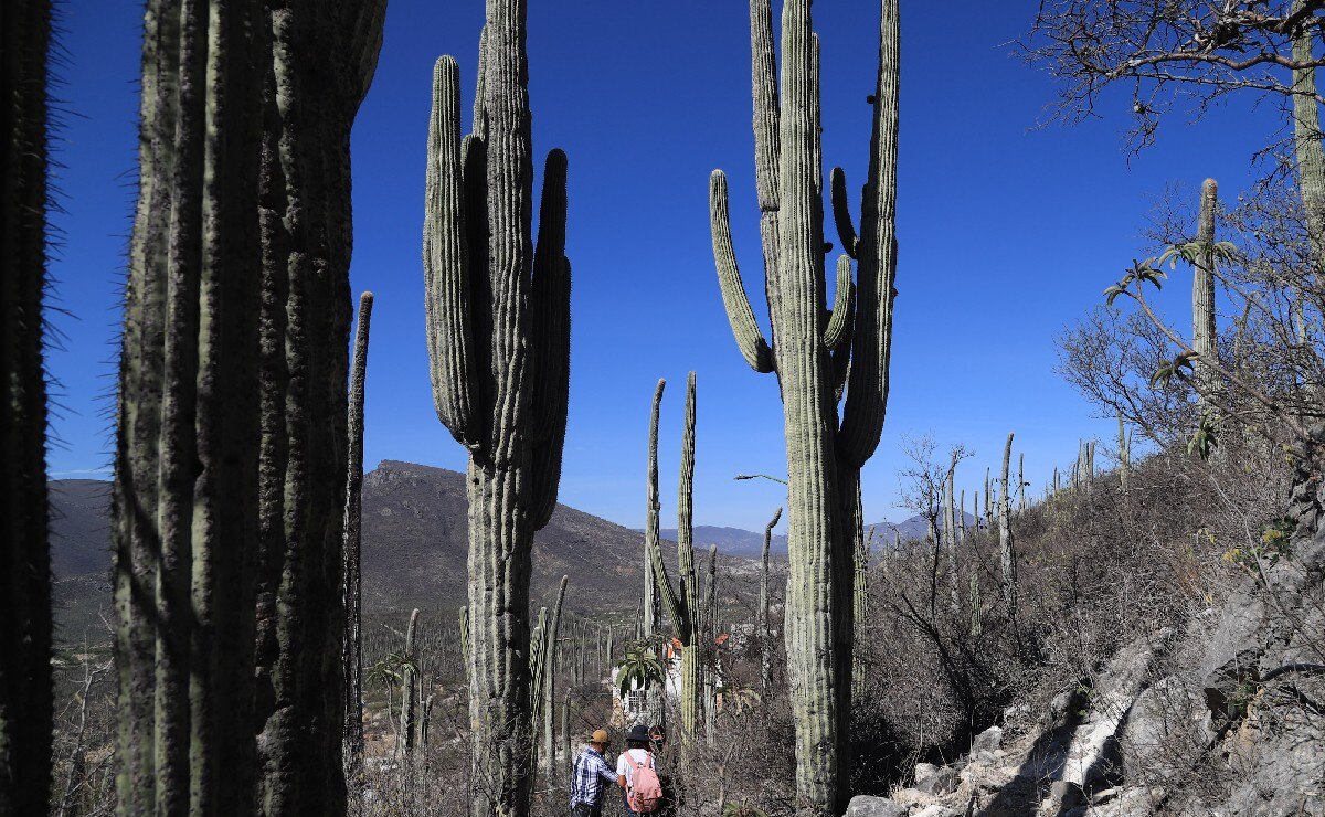 Estas son las cactáceas características de Puebla