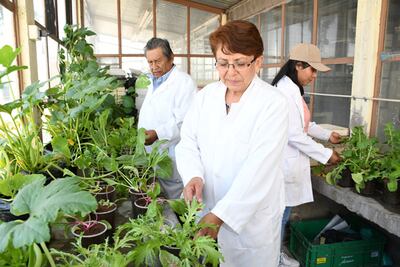 CICA de la BUAP es ejemplo de vinculación social entre la ciencia y los grupos más vulnerables