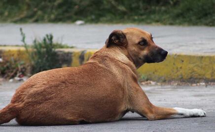 Denuncian "cacería” de perros callejeros en San Andrés Cholula