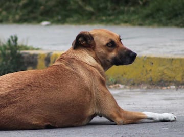 Denuncian "cacería” de perros callejeros en San Andrés Cholula