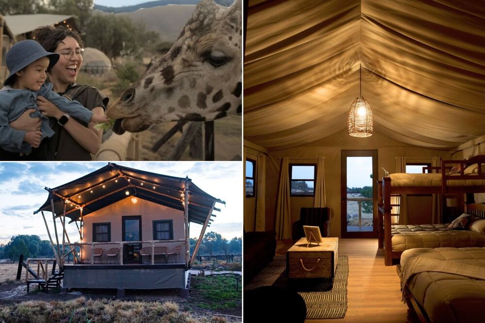 El hospedaje permite convivir de cerca con jirafas y otras especies en un entorno natural | Foto: FB Glamping Reino Animal