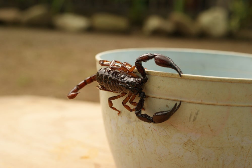 Los alacranes suelen encontrarse en algunos sitios de la Mixteca poblana | EsImagen