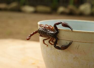 Cómo detectar alacranes en Puebla con sólo escucharlos