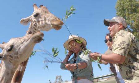 Vive una experiencia única con las jirafas de Africam Safari