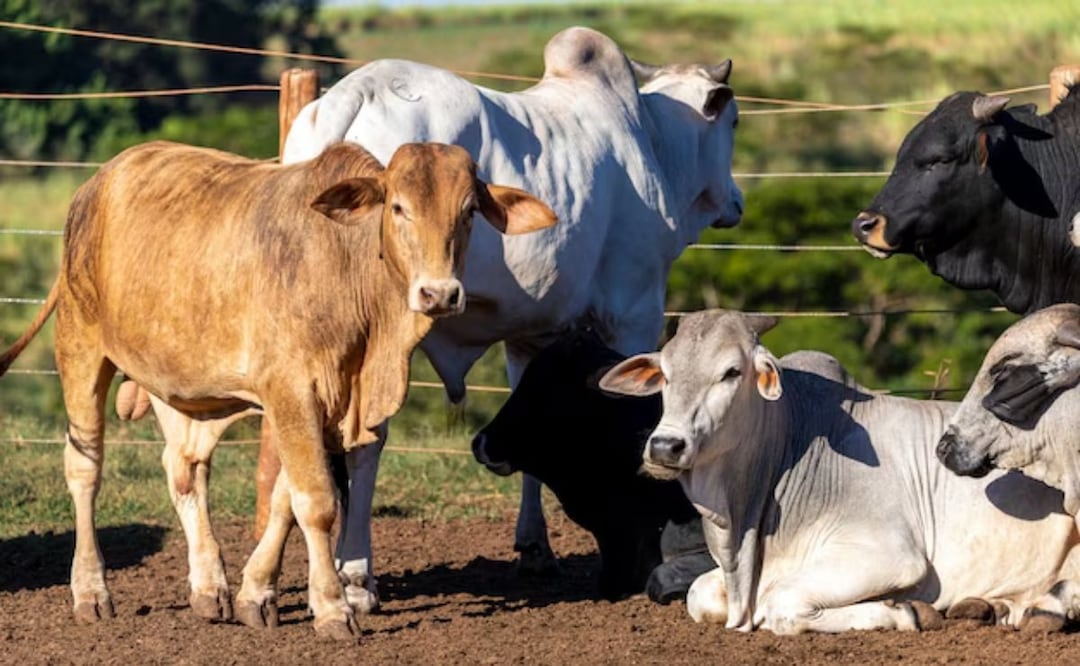 En el 2022, la Fiscalía de Puebla abrió 105 carpetas de investigación por robo de ganado. | Foto: Freepik