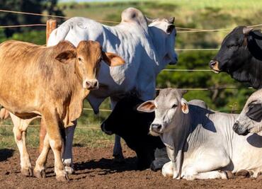Los delitos más raros que se registran en Puebla