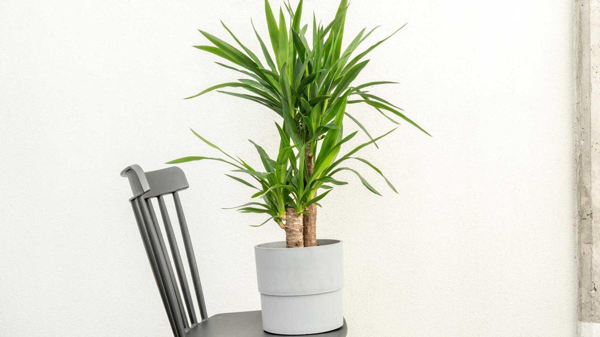 Muchas personas buscan maneras de mejorar su bienestar emocional y espiritual, y una tendencia creciente en los últimos años es el uso de plantas para alejar las malas energías y fomentar un ambiente de paz y armonía. 

Foto: Producción El Universal Puebla