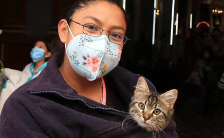 Día Mundial de Amar a tu Mascota. Siete de cada diez hogares tienen su compañía