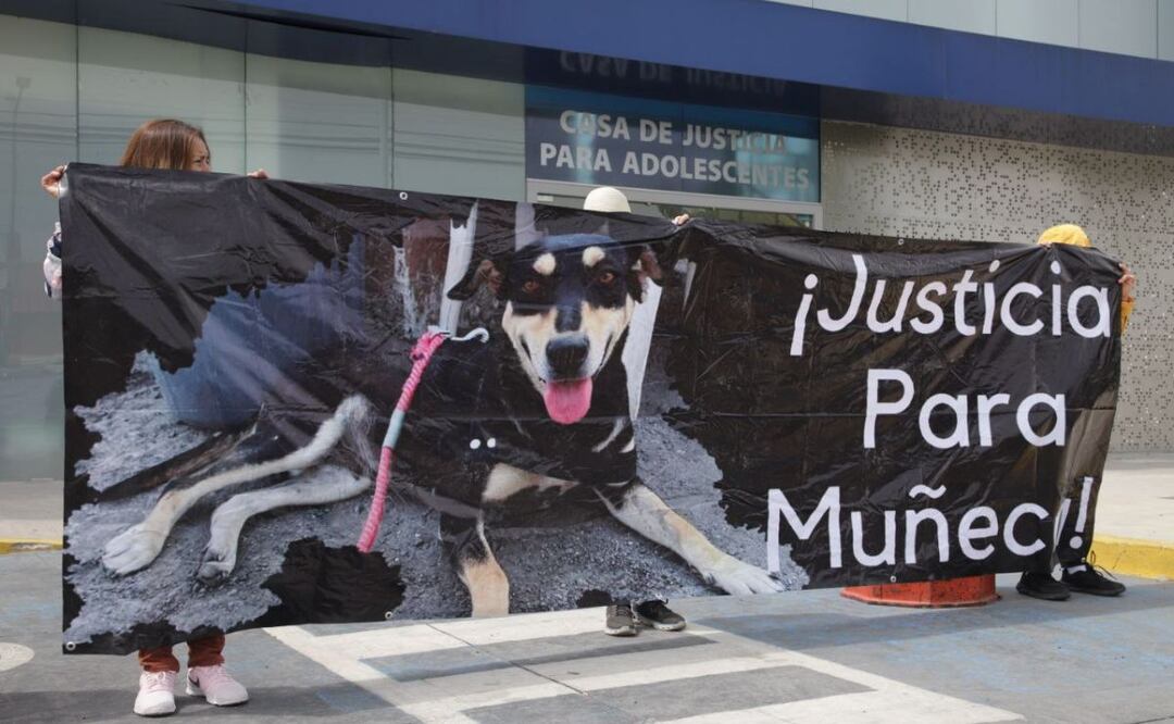 Muñeca es la perrita víctima de zoofilia en Atlixco | Foto: Agencia Es Imagen para El Universal Puebla