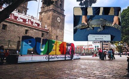 Insólito, hallan un cocodrilo en el zócalo de Puebla: ¿cómo llegó ahí?