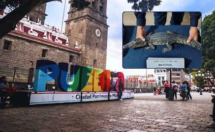 Insólito, hallan un cocodrilo en el zócalo de Puebla: ¿cómo llegó ahí?