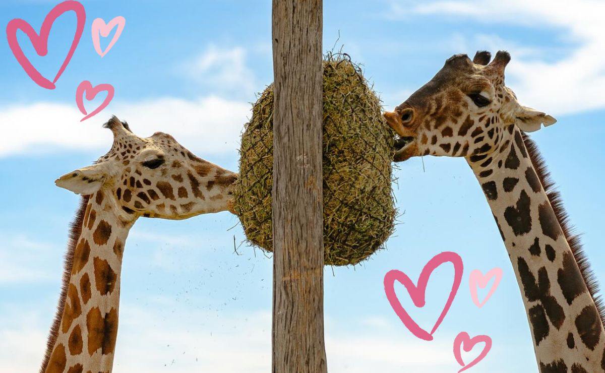 ¿Benito ya será papá? Esto se sabe sobre la jirafa más famosa de Africam Safari