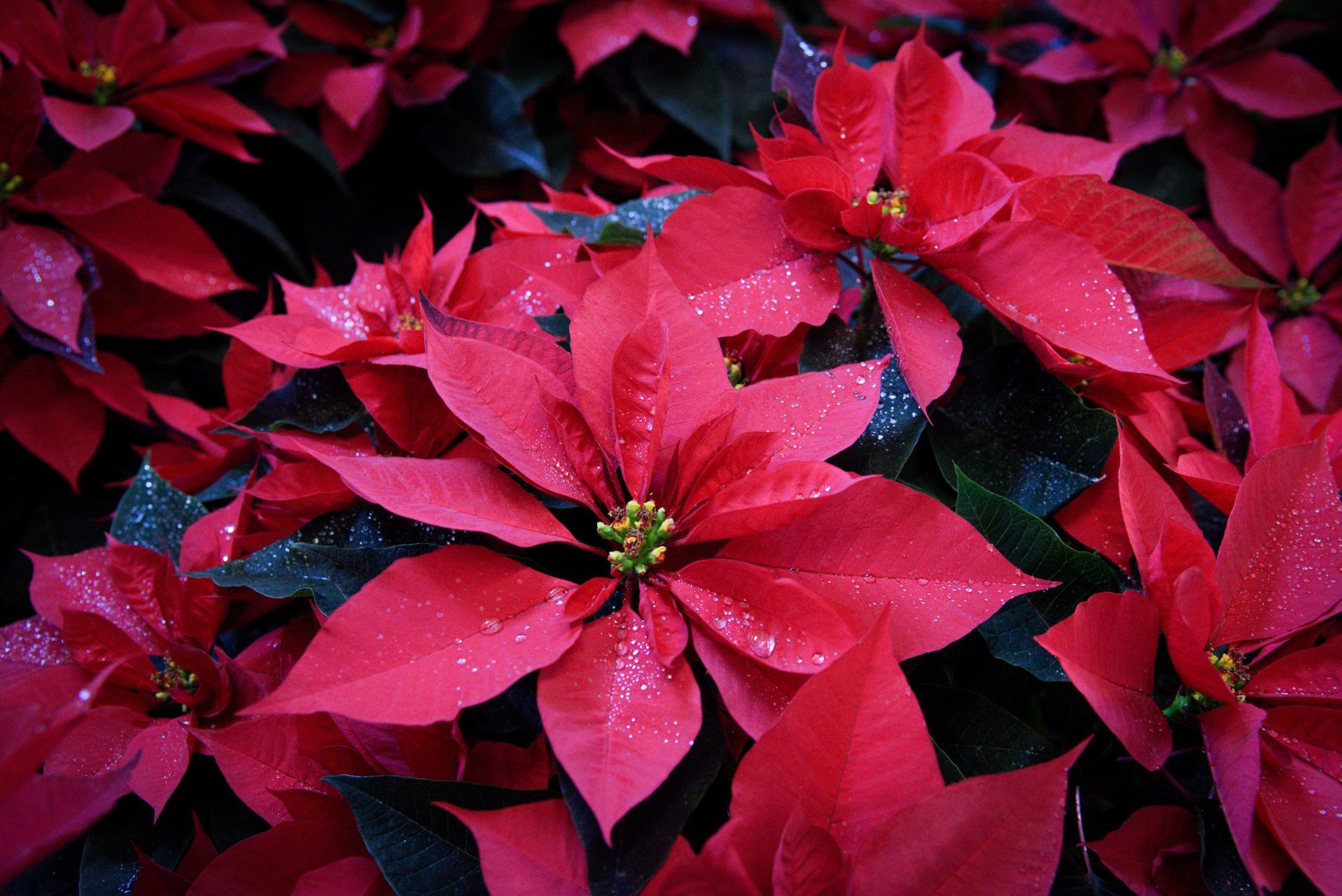 Con el paso del tiempo, la Nochebuena se convirtió en un símbolo central de las festividades decembrinas, especialmente de la Nochebuena, Navidad y Año Nuevo, gracias a su vibrante color rojo, que evoca la calidez y el espíritu de las celebraciones. 

Foto: Producción El Universal Puebla 