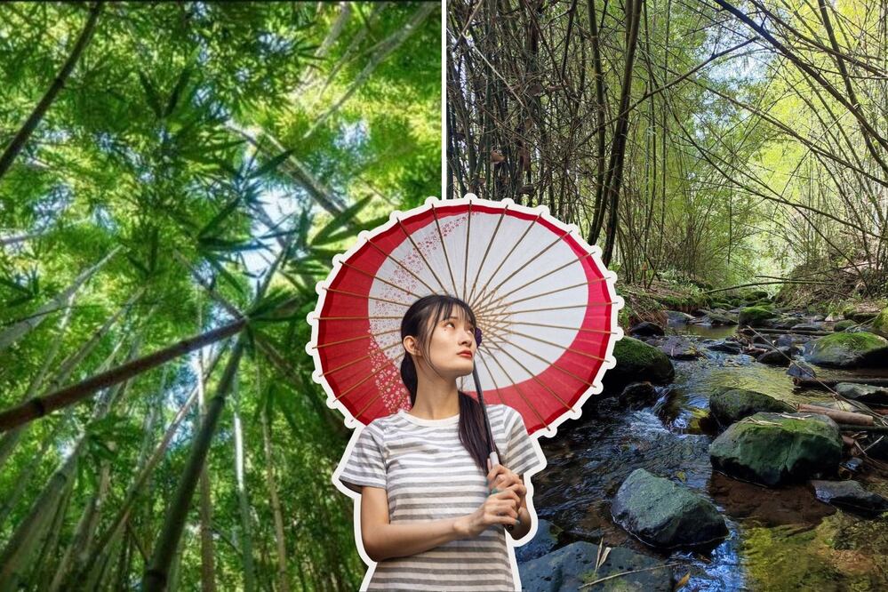 En un Pueblo Mágico de Puebla hay un bosque de bambú | Foto: El Bambusal / Freepik