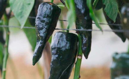 ¿Cómo se llama el chile poblano cuando se seca?