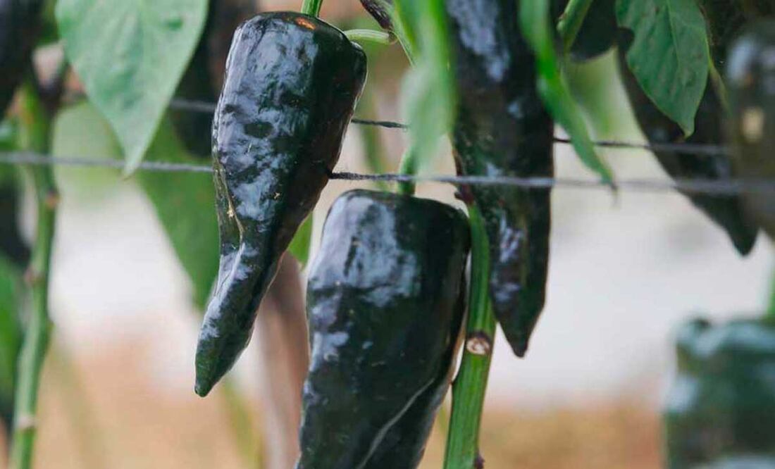 Foto: Archivo El Universal