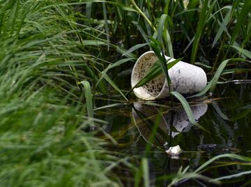 Cólera, dengue, malaria, hepatitis A, zika y chikungunya, aumentan por lluvias: BUAP