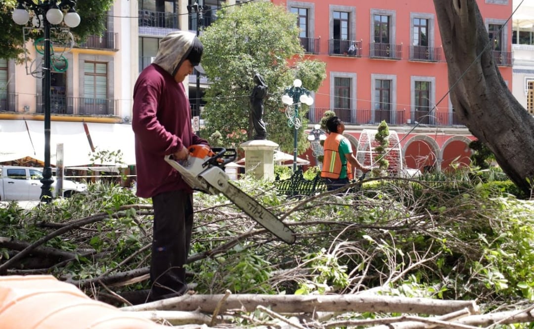 Talar árboles en la ciudad de Puebla sin permiso y dañando el medio ambiente te puede costar hasta 10 años de prisión | Foto: Agencia Es Imagen para El Universal Puebla