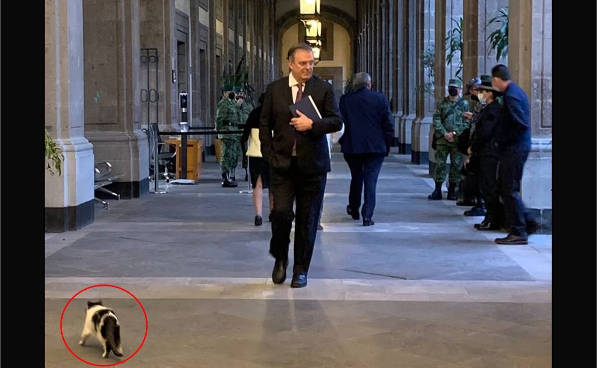 "Panda" roba cámara a Ebrard; reaparecen los gatitos fifís de Palacio Nacional. Foto: Tomada de Twitter. @m_ebrard