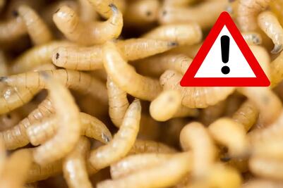 ¿Qué es el gusano barrenador y por qué preocupa su aparición en México?