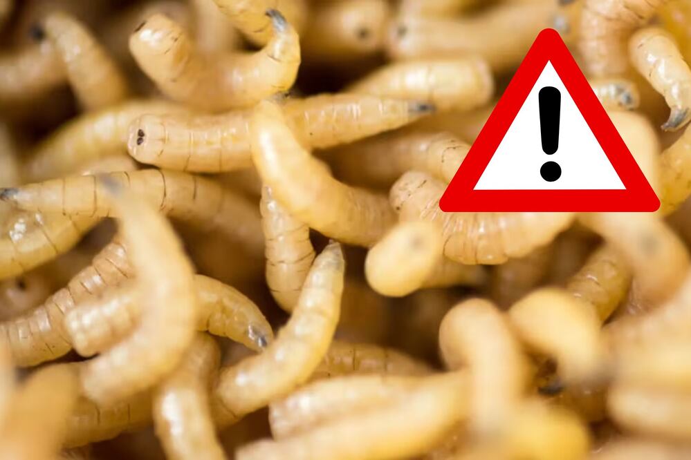 Se detectó un caso de gusano barrenador | Foto: Archivo El Universal