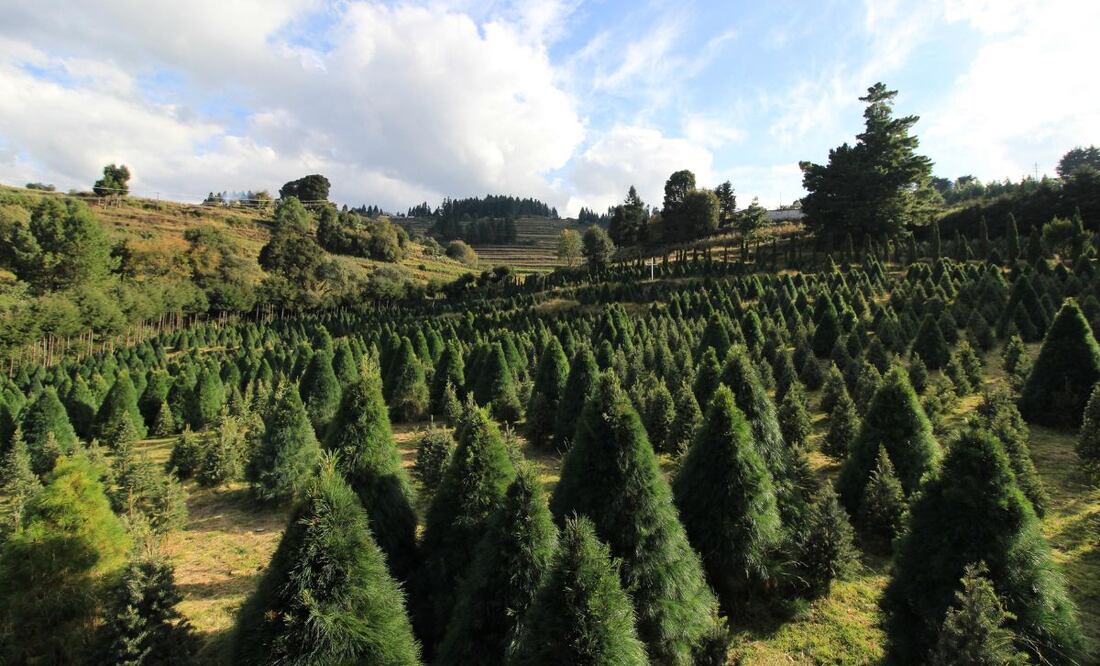 Si prefieres un árbol de Navidad natural, tú mismo lo puedes cortar | Foto: EsImagen