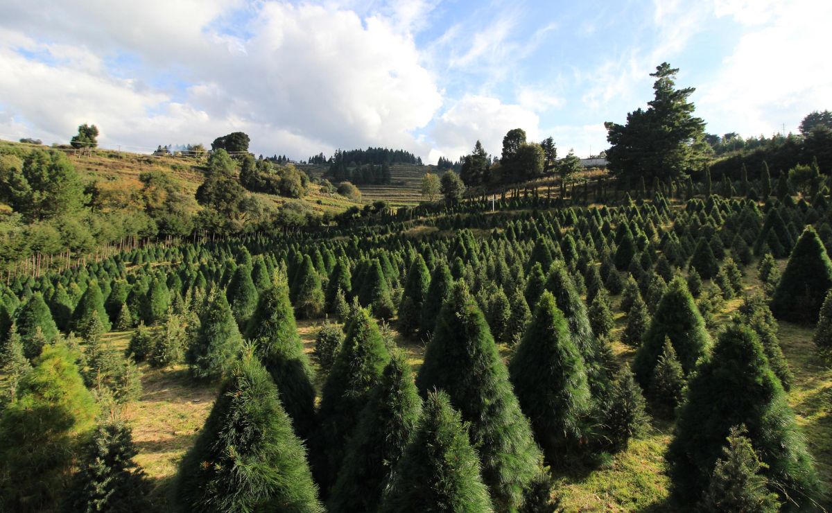 En estos sitios puedes cortar tu árbol de Navidad natural en Puebla