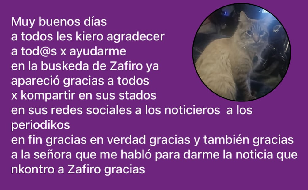 Tras su desaparición, Benjamín y su familia iniciaron la búsqueda del michi I Foto: RRSS