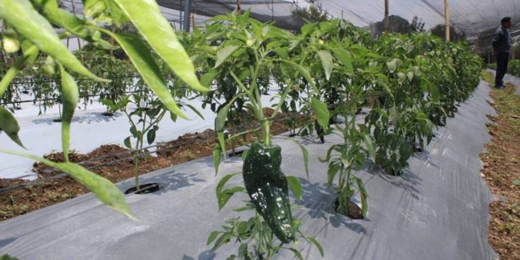 Además este año no pueden asegurar el suministro de los ingredientes necesarios para preparar el picadillo ni la nuez indispensable para la nogada, la salsa que cubre el chile poblano relleno. 
Foto: Producción El Universal Puebla