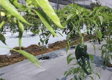 Chile en Nogada en riesgo ante escasez de agua en Puebla