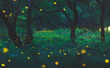 ​Cuatro sitios para ver luciérnagas en Puebla