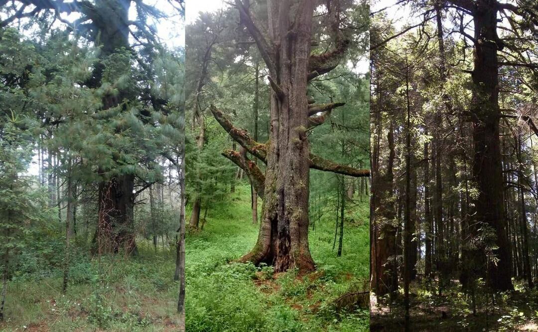 Estos árboles tienen más de 400 años de vida en Puebla | Foto: Facebook San Salvador El Verde: La Esmeralda de La Montaña