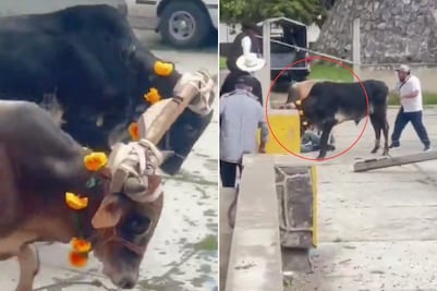 VIDEO: Yunta de bueyes embiste a hombre en Puebla
