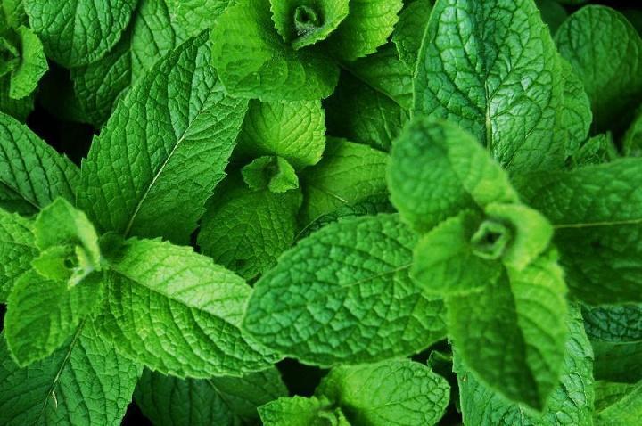 La hierbabuena tiene compuestos que pueden ayudar a combatir bacterias y virus, contribuyendo así a fortalecer el sistema inmunológico.

Foto: Producción El Universal Puebla