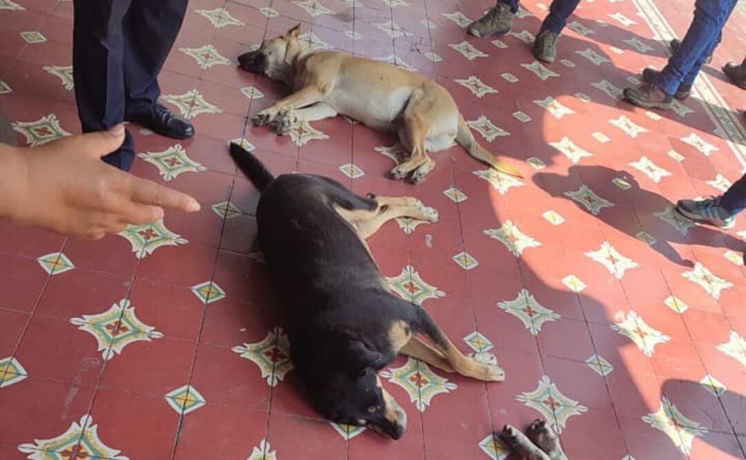En redes sociales circularon denuncias ciudadanas de perritos que fueron sedados en Tehuacán ante visita del gobernador de Puebla | Foto: Facebook En Cortho Tehuacán