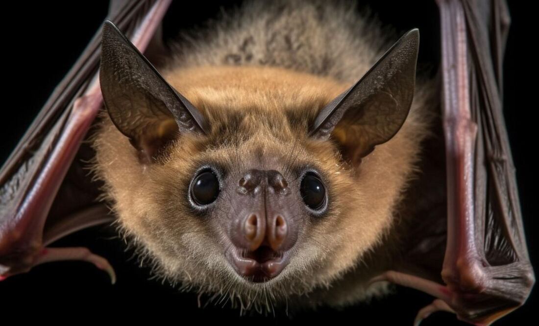 Habrá una noche dedicada a los murciélagos en CDMX | Foto: Freepik