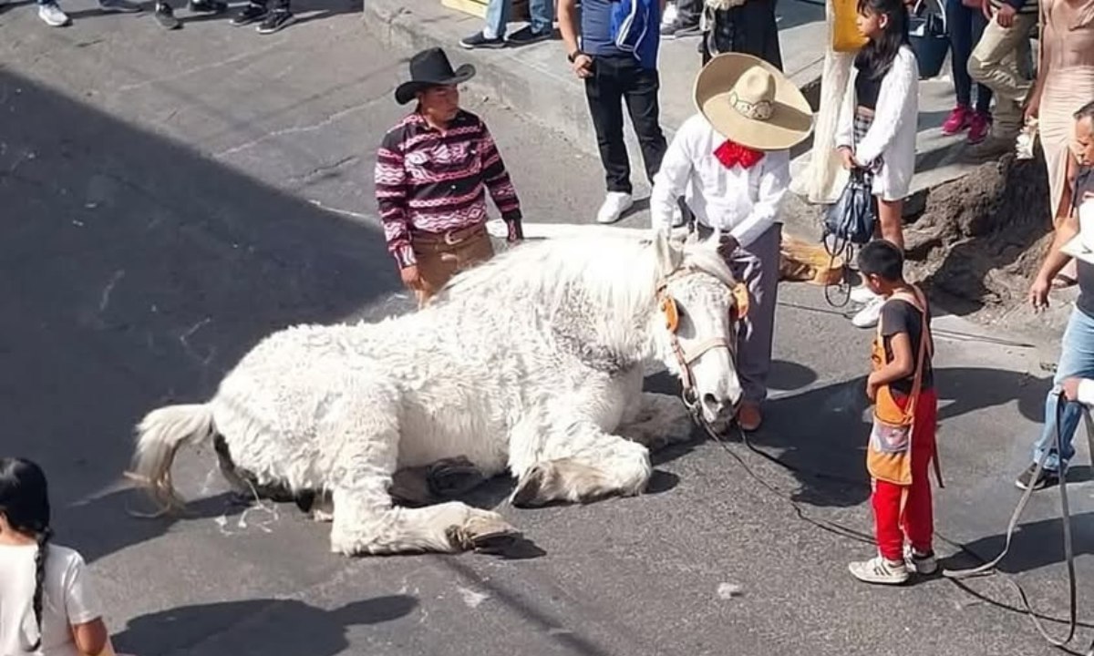 Maltrato animal en Atlixco / Foto: Atlixco Noticias